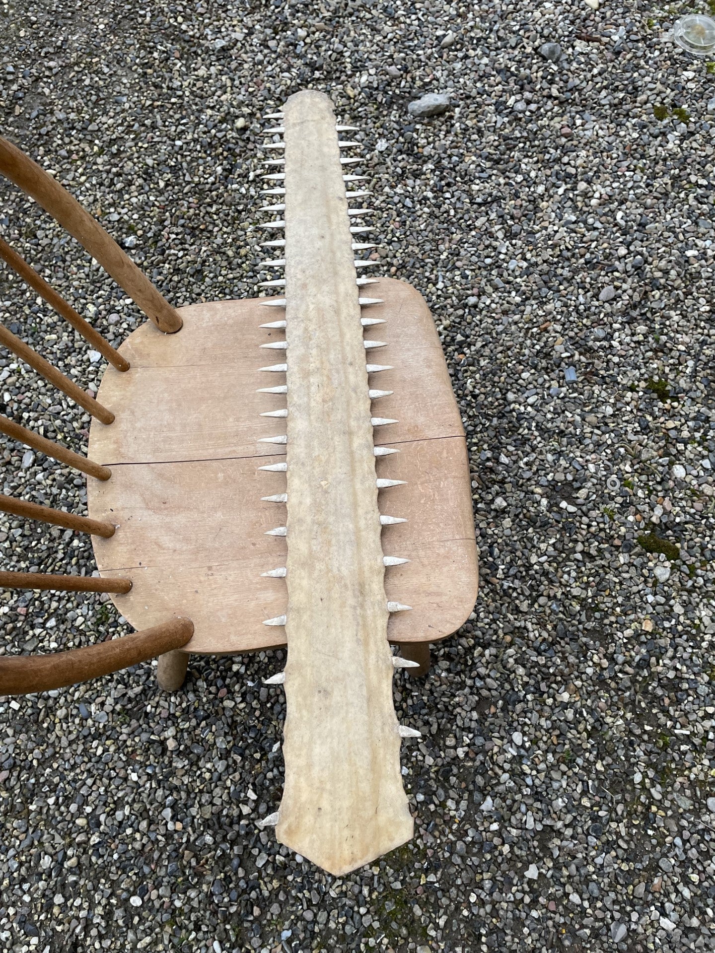 Flot gammelt savfisk-sværd - 012003