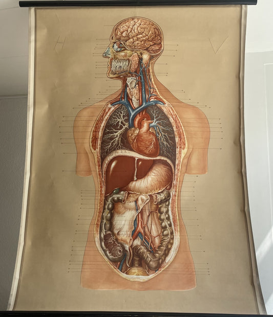 Anatomi rulleplakat af menneskekroppen fra 1950-60erne - nr. 789225