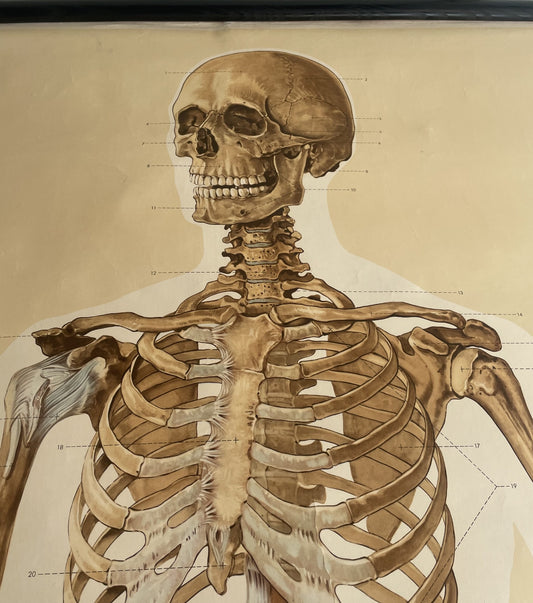 Rulle Lærred planche af anatomisk skelet fra 1950-60erne - nr. 1115478