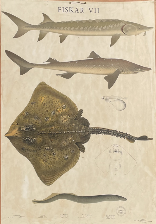 Stor Svensk retro fiskeplanche - nr. 610615