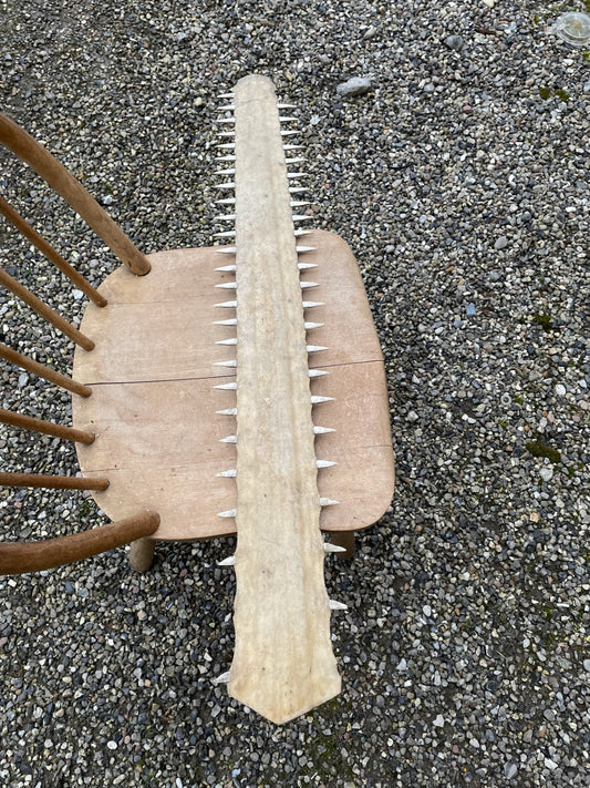 Nice old sawfish sword - 012003