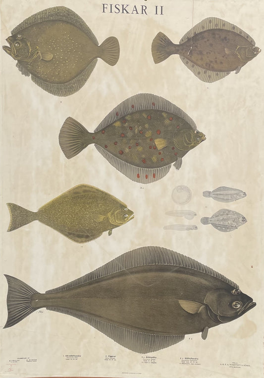 Svensk retro fiske/skoleplanche - nr. 715612