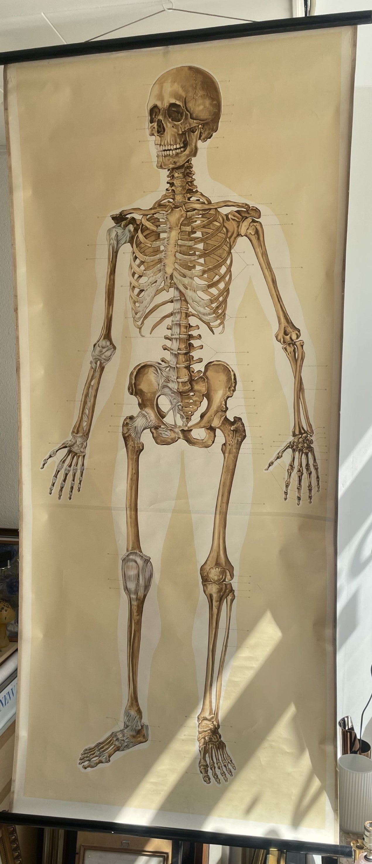 Rulle Lærred planche af anatomisk skelet fra 1950-60erne - nr. 1115478