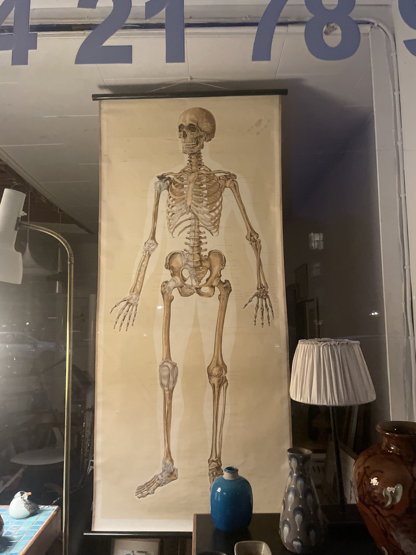 Rulle Lærred planche af anatomisk skelet fra 1950-60erne - nr. 1115478
